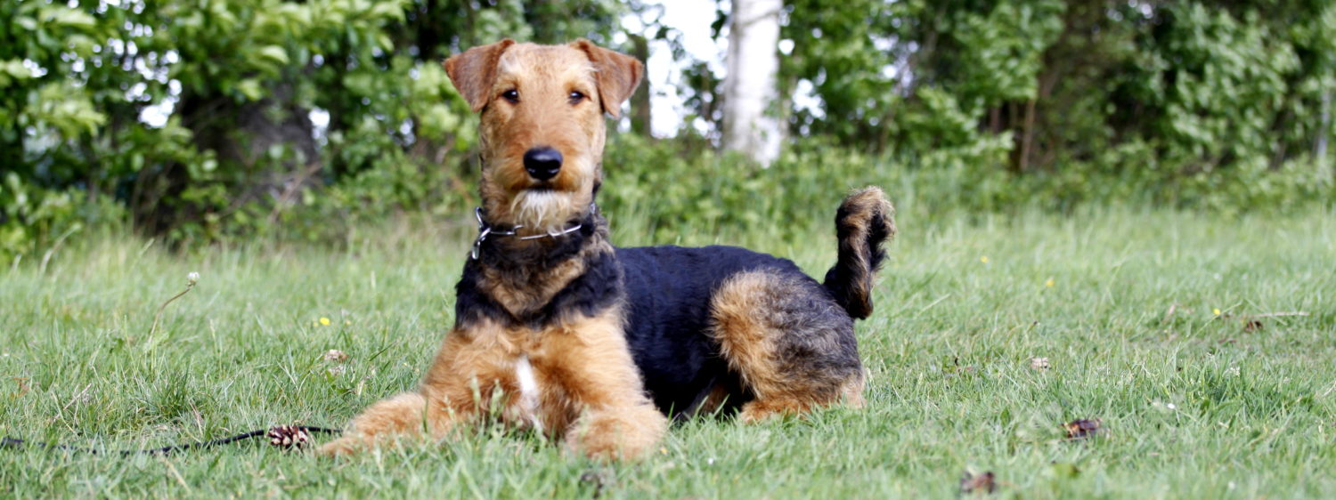 Airedale Terrier Tom Kyle
