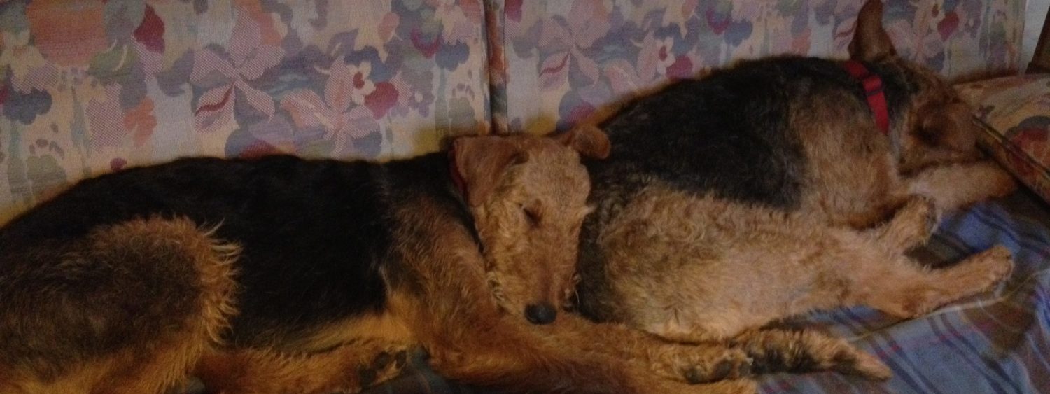 Airedale Terrier Tom Kyle